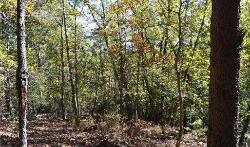 Photo #10 of 1541-1345 NC Highway 89, Danbury, NC 97.9 acres