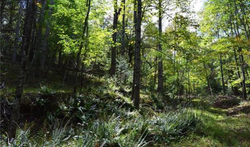 Photo #37 of 1541-1345 NC Highway 89, Danbury, NC 97.9 acres