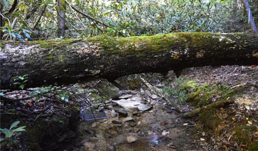 Photo #15 of 1541-1345 NC Highway 89, Danbury, NC 97.9 acres