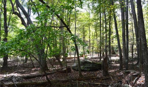 Photo #35 of 1541-1345 NC Highway 89, Danbury, NC 97.9 acres