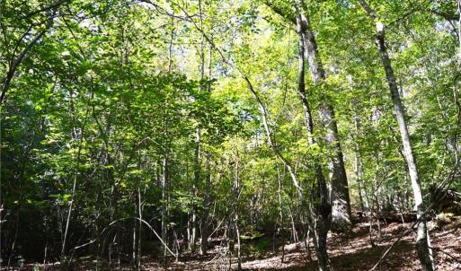 Photo #8 of 1541-1345 NC Highway 89, Danbury, NC 97.9 acres