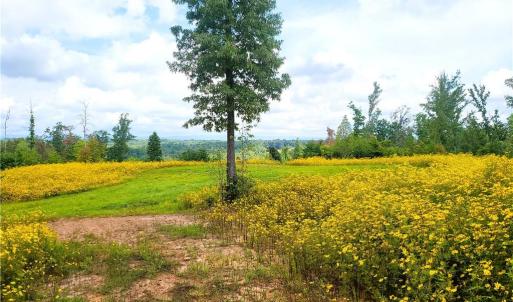 Photo #16 of Wright, Westfield, NC 136.4 acres