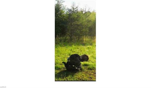 Photo #22 of Wright, Westfield, NC 136.4 acres