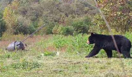 Photo #20 of Wright, Westfield, NC 136.4 acres