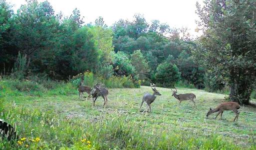 Photo #19 of Wright, Westfield, NC 136.4 acres