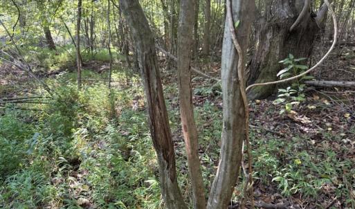 Photo #23 of 7809 Thomas, Stokesdale, NC 26.0 acres