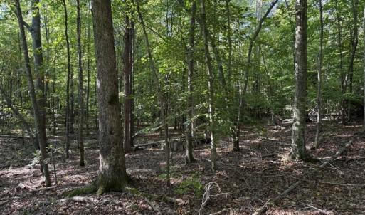Photo #17 of 7809 Thomas, Stokesdale, NC 26.0 acres