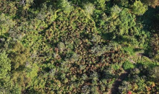 Photo #7 of 7809 Thomas, Stokesdale, NC 26.0 acres