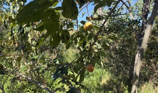Photo #28 of 7809 Thomas, Stokesdale, NC 26.0 acres