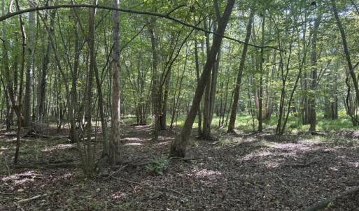 Photo #20 of 7809 Thomas, Stokesdale, NC 26.0 acres
