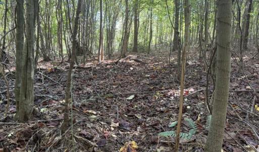Photo #24 of 7809 Thomas, Stokesdale, NC 26.0 acres