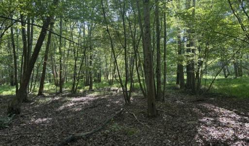 Photo #19 of 7809 Thomas, Stokesdale, NC 26.0 acres