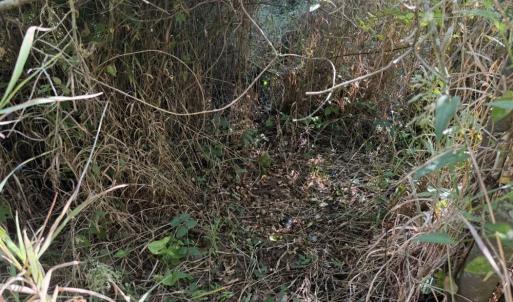 Photo #29 of 7809 Thomas, Stokesdale, NC 26.0 acres