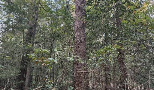 Photo #20 of New Hope, Denton, NC 77.0 acres