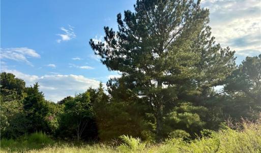 Native pines and grasses.