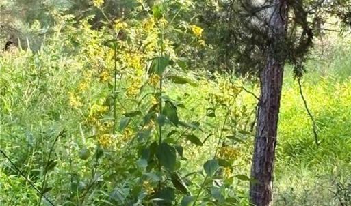 Photo #13 of 1574 Major Hill, Snow Camp, NC 5.9 acres