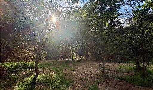 Mixture of cleared and wooded land maintains privacy with minimal clearing for building and easy access to walk the land.