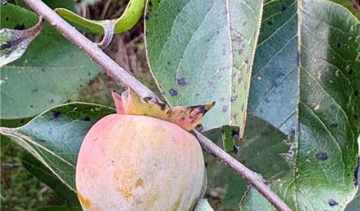 Native persimmons!