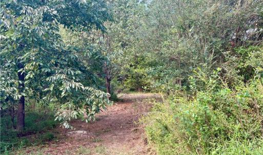 Mixture of cleared and wooded land maintains privacy with minimal clearing for building and easy access to walk the land.