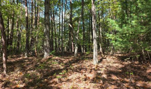 Photo #5 of 1198 Jackson, Westfield, NC 10.0 acres