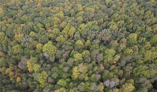 Photo #6 of Ralph Ratledge, Mocksville, NC 76.6 acres