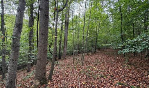 Photo #17 of 6700 Lot 25+/- Acres Doral, Tobaccoville, NC 25.0 acres