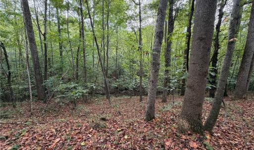 Photo #32 of 6700 Lot 25+/- Acres Doral, Tobaccoville, NC 25.0 acres