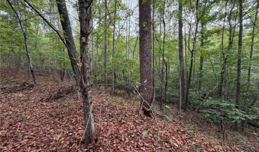 Photo #19 of 6700 Lot 25+/- Acres Doral, Tobaccoville, NC 25.0 acres