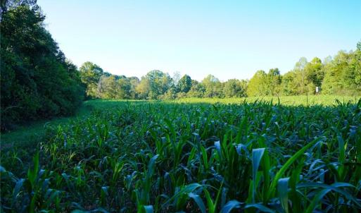 Photo #16 of 61.8 Acres Spearman, Browns Summit, NC 61.8 acres
