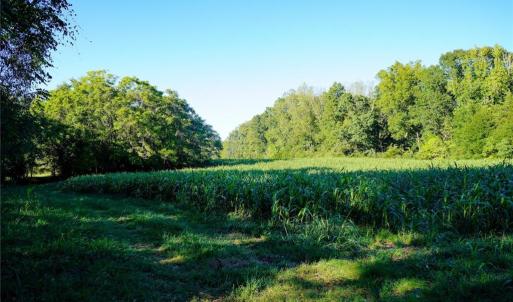 Photo #12 of 61.8 Acres Spearman, Browns Summit, NC 61.8 acres