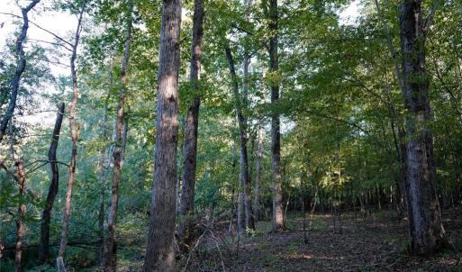 Photo #26 of 61.8 Acres Spearman, Browns Summit, NC 61.8 acres