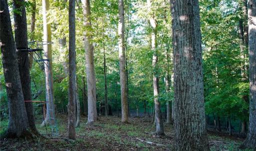 Photo #36 of 61.8 Acres Spearman, Browns Summit, NC 61.8 acres