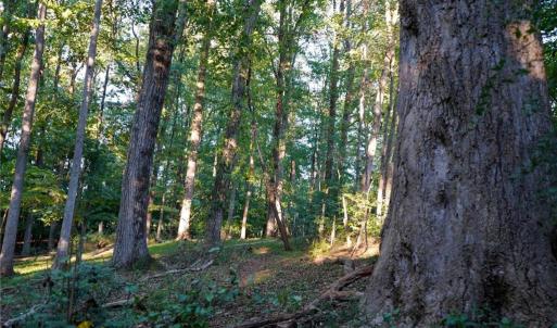 Photo #28 of 61.8 Acres Spearman, Browns Summit, NC 61.8 acres