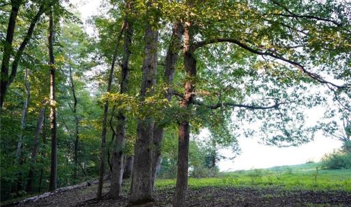 Photo #34 of 61.8 Acres Spearman, Browns Summit, NC 61.8 acres
