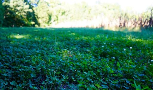 Photo #12 of 5891 Turner Smith, Browns Summit, NC 24.6 acres
