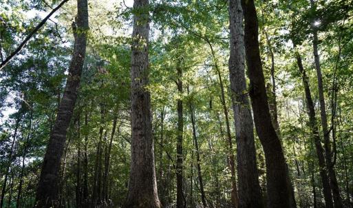 Photo #10 of 5891 Turner Smith, Browns Summit, NC 24.6 acres