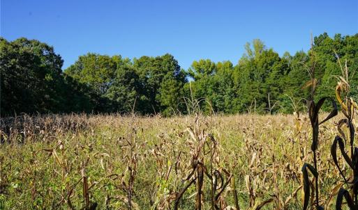 Photo #11 of 5891 Turner Smith, Browns Summit, NC 24.6 acres