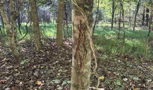Photo #13 of Liberty Church, Yadkinville, NC 12.6 acres