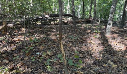Photo #12 of Liberty Church, Yadkinville, NC 12.6 acres