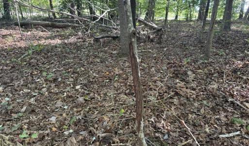 Photo #8 of Liberty Church, Yadkinville, NC 12.6 acres