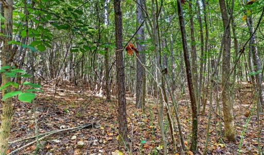 Photo #45 of 2347 Clacie, Liberty, NC 79.4 acres