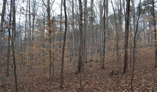 Photo #17 of 17 Acres Davie, Madison, NC 17.2 acres