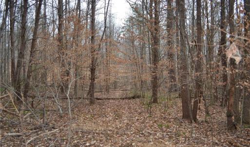 Photo #16 of 17 Acres Davie, Madison, NC 17.2 acres