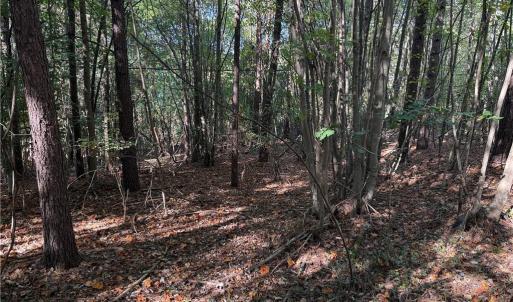 Photo #16 of Lot 8 Hidden Creek, Reidsville, NC 13.5 acres