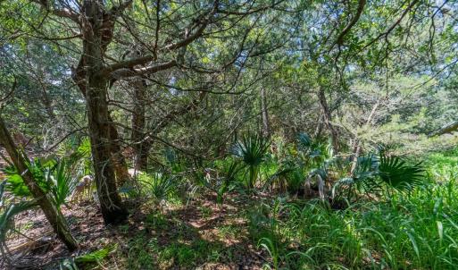 Beautiful Vegetation