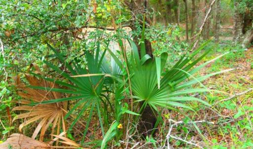 Native Saw Palmetto Vegetation