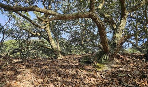 Photo #11 of 510 Albatross Lane, Corolla, NC 0.3 acres