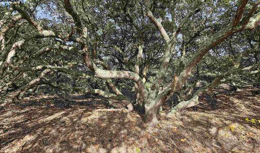 Photo #9 of 510 Albatross Lane, Corolla, NC 0.3 acres