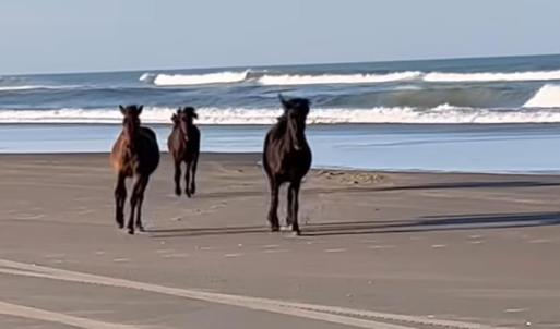 Horse Play