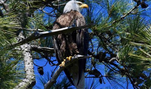Photo #7 of Kitty Hawk Road, Kitty Hawk, NC